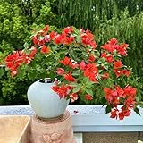 semillas de buganvilla semillas de como recuerdo fiesta invernaderos balcón silvestres extraño variedades antiguas exótico balcón resistentes para 650pcs