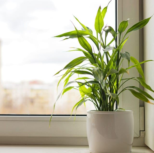 Imported african lucky bamboo plant || For Home Garden Outdoor & Indoor Plant with plastic Pot-image-24