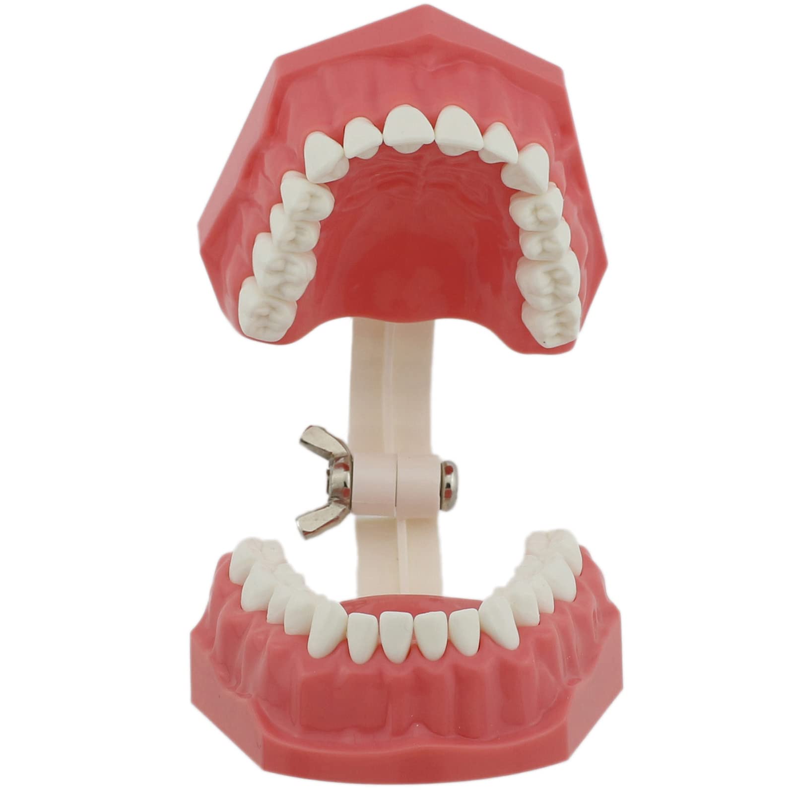 Dentysta, Model Dentystyczny, Model Dentystyczny, Demonstracyjny Model Zęba Do Nauki, 28 Zębów, Model Zębów Do Nauki, Demonstracyjny Model Zębów