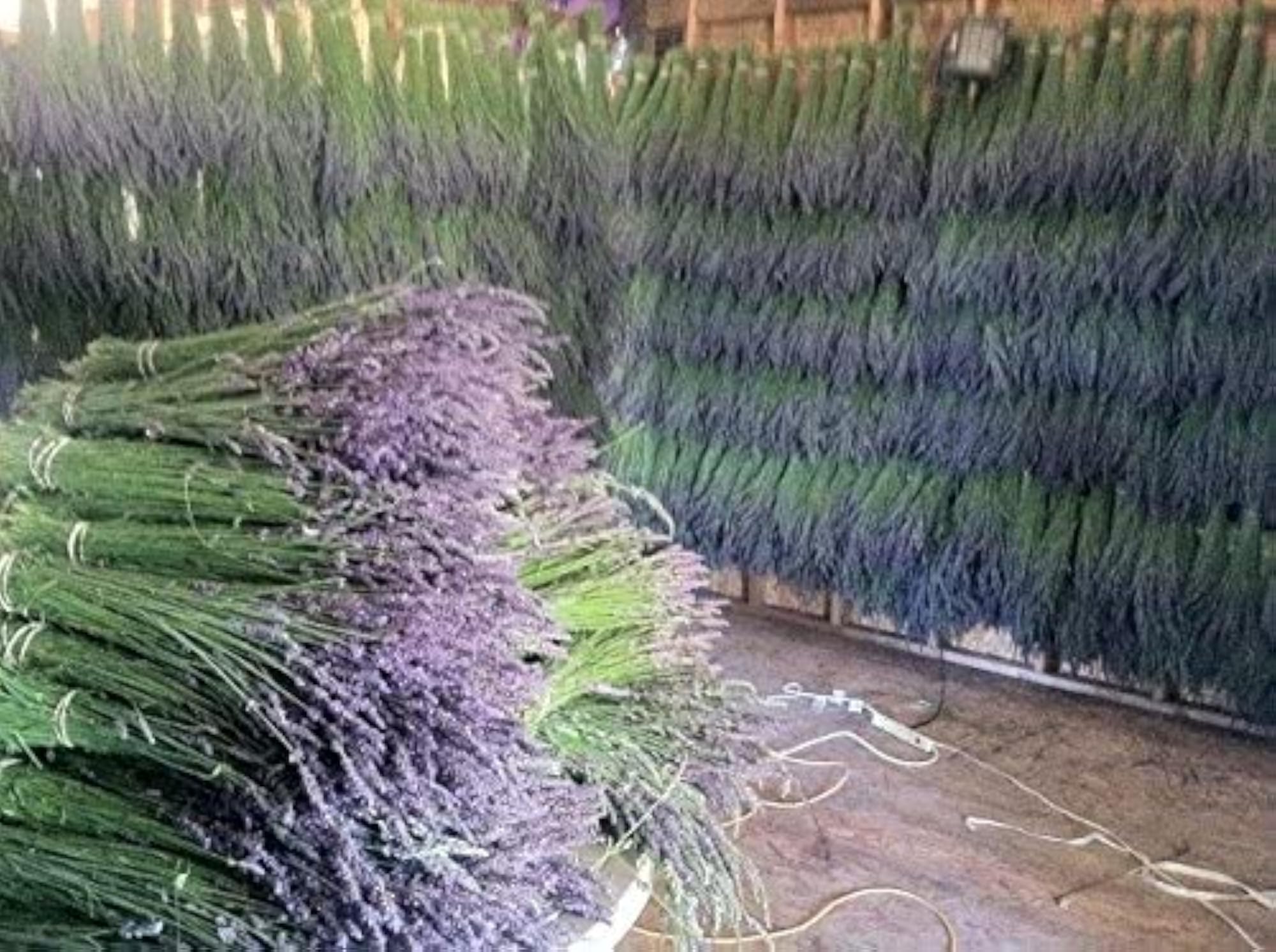 Lavender Dried Premium Bundles for Any Occasion
