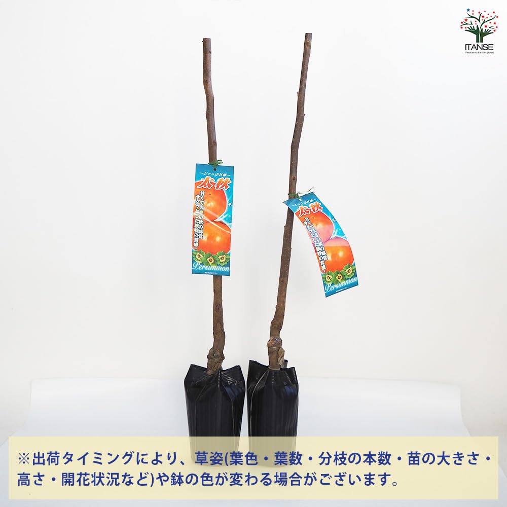 Amazon.co.jp: 柿の苗木 ジャンボ甘柿 太秋(たいしゅう) 4号 1個売り