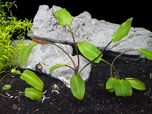 Aquatic Arts Live Aquarium Plants, Cryptocoryne Wendtii Green, Live Plants Aquarium Decorations, Aquarium Plants Live Fish Tank Decorations, Live Fish Freshwater Aquarium Plants, Green Water Plants #TOP1