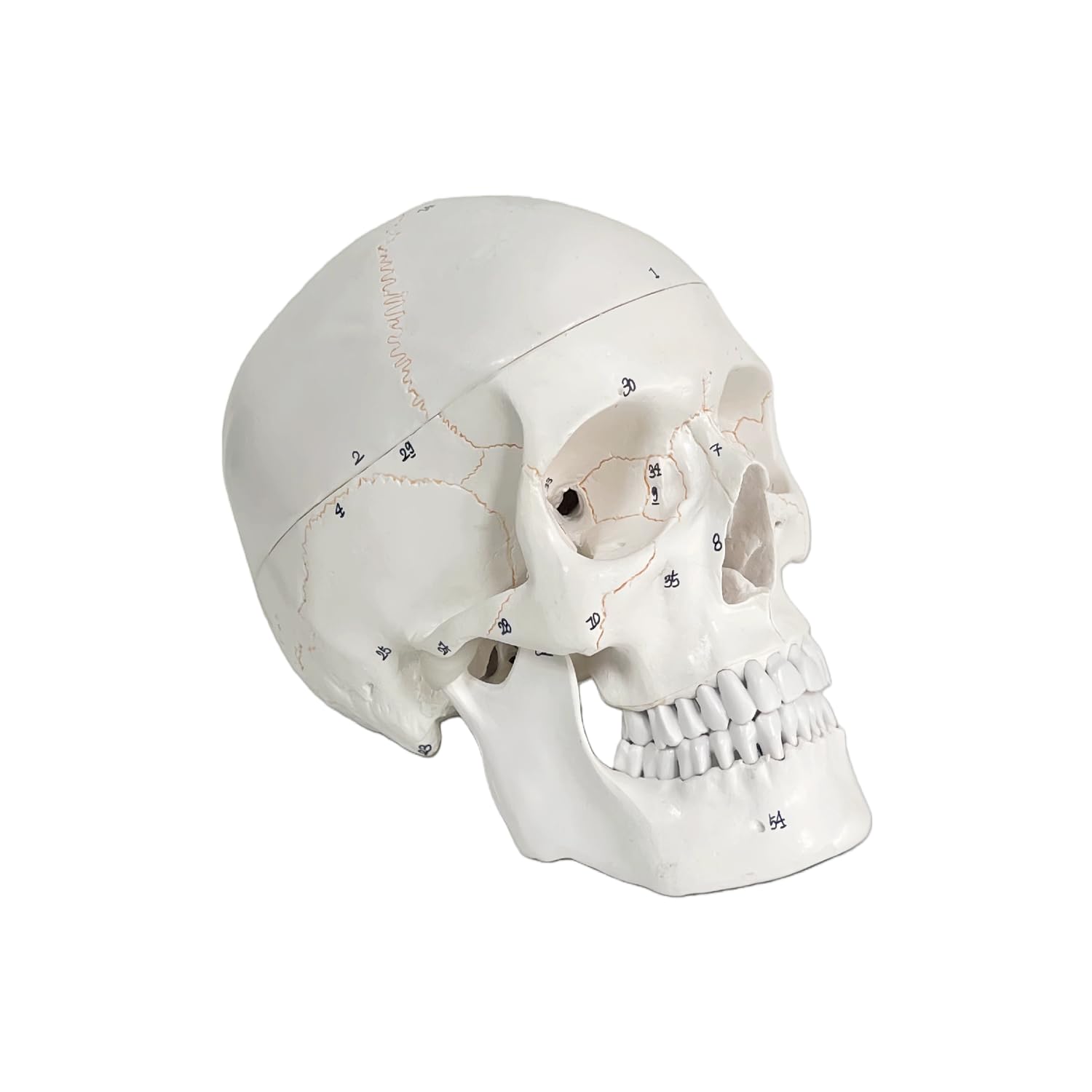 Educational Life Size Human Skull Model, Anatomical Study Model with 3 Removable Parts, Numbered Sutures, Professional Teaching Tool for Medical Students Shows and Science Education