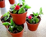 'Red Apple' Baby Sun Rose - Aptenia Ice Plant - Trailing Succulent Houseplant