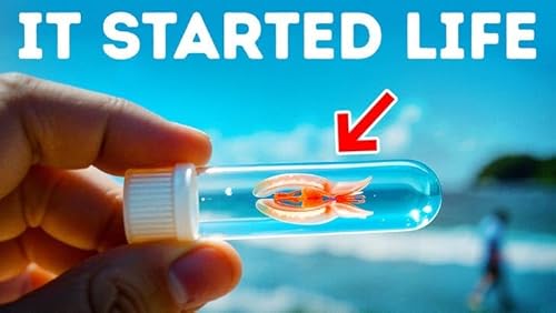 The First Animal on Earth Is Finally Found