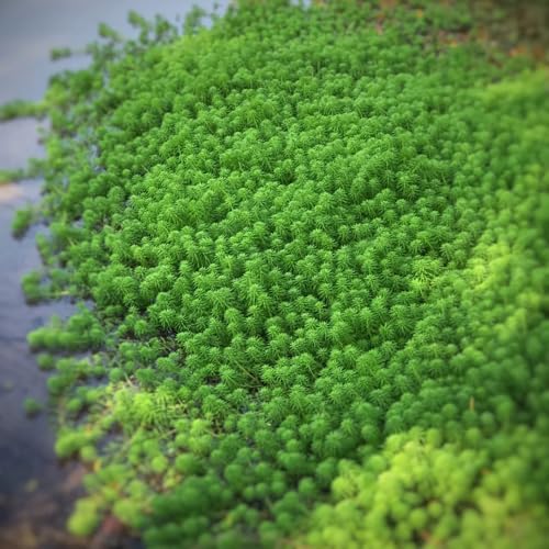 Semillas de Myriophyllum verticillatum, resistentes en raras verdes semillas de silvestres exóticas estanque jardín Balcón con 400pcs