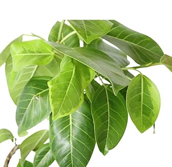 フィカス アルテシーマ 白鉢セラアート鉢　観葉植物　現物 Amazon｜PURIZA 観葉植物 白石付き フィカス アルテシマ 曲がり