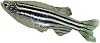 Carolina Zebra Fish Danios, Male – Pack Of 3 | Ideal For Genetics & Classroom Aquariums | Active, Hardy, And Nonaggressive