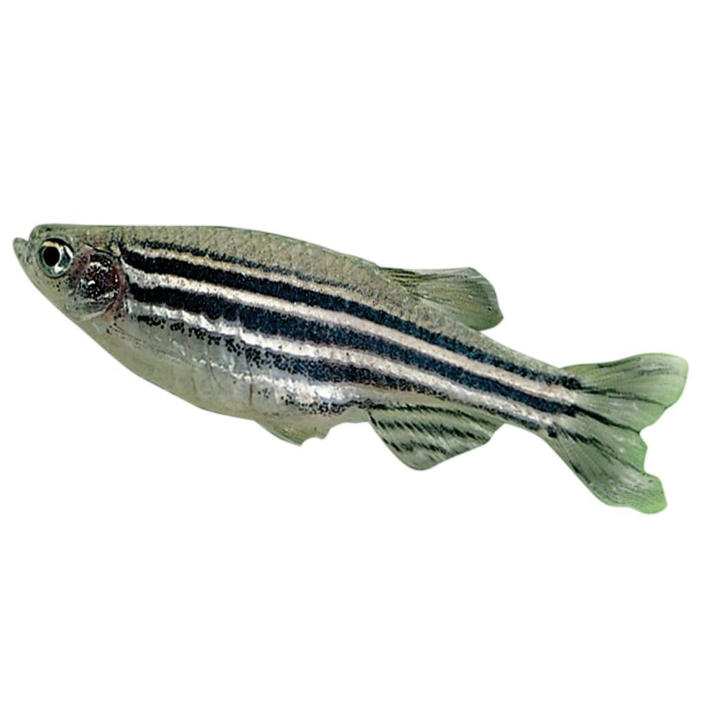Carolina Zebra Fish (Danios), Male - Pack Of 3 | Ideal For Genetics & Classroom Aquariums | Active, Hardy, And Nonaggressive