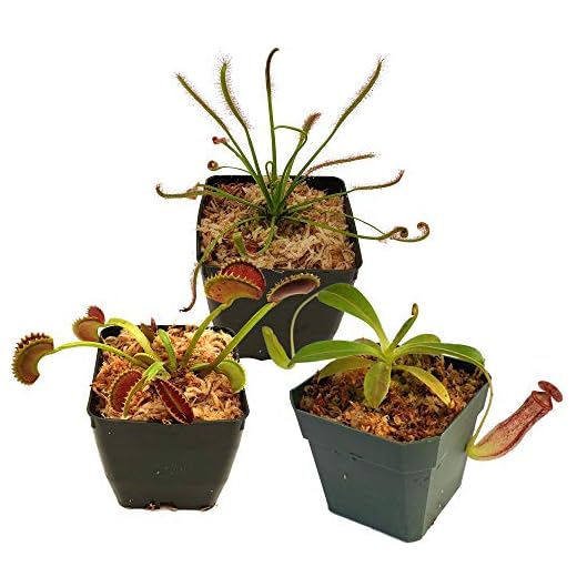 Carnivorous Plant Beginner Collection