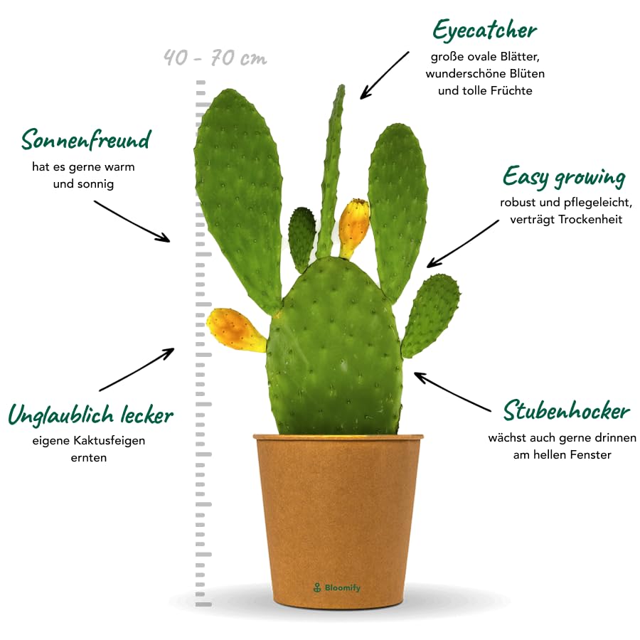 Bloomify Feigenkaktus Pflanze "Kalle" | 40-70 cm hohe Kaktusfeige |  pflegeleichter Nopal Kaktus fr Kbel oder als Zimmerpflanze | se Frchte  & schne Blten : Amazon.de: Garten