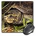 Price comparison product image 3dRose mp_89226_1 8 x 8-Inch Striped Mud Turtle, Central Florida - Us10 Mpr0327 - Maresa Pryor Mouse Pad