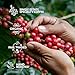 Christmas Coffee Gifts for Men & Women - 14 of the World's Finest Single Estate Specialty Coffees in Sampler Box for Coffee Lovers | Perfect Secret Santa Gift Set Idea with Unique Coffeebrewers