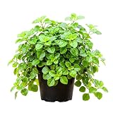 2 Green Live Swedish Ivy Plectranthus Plants, Houseplant, 4-6 Inch Tall