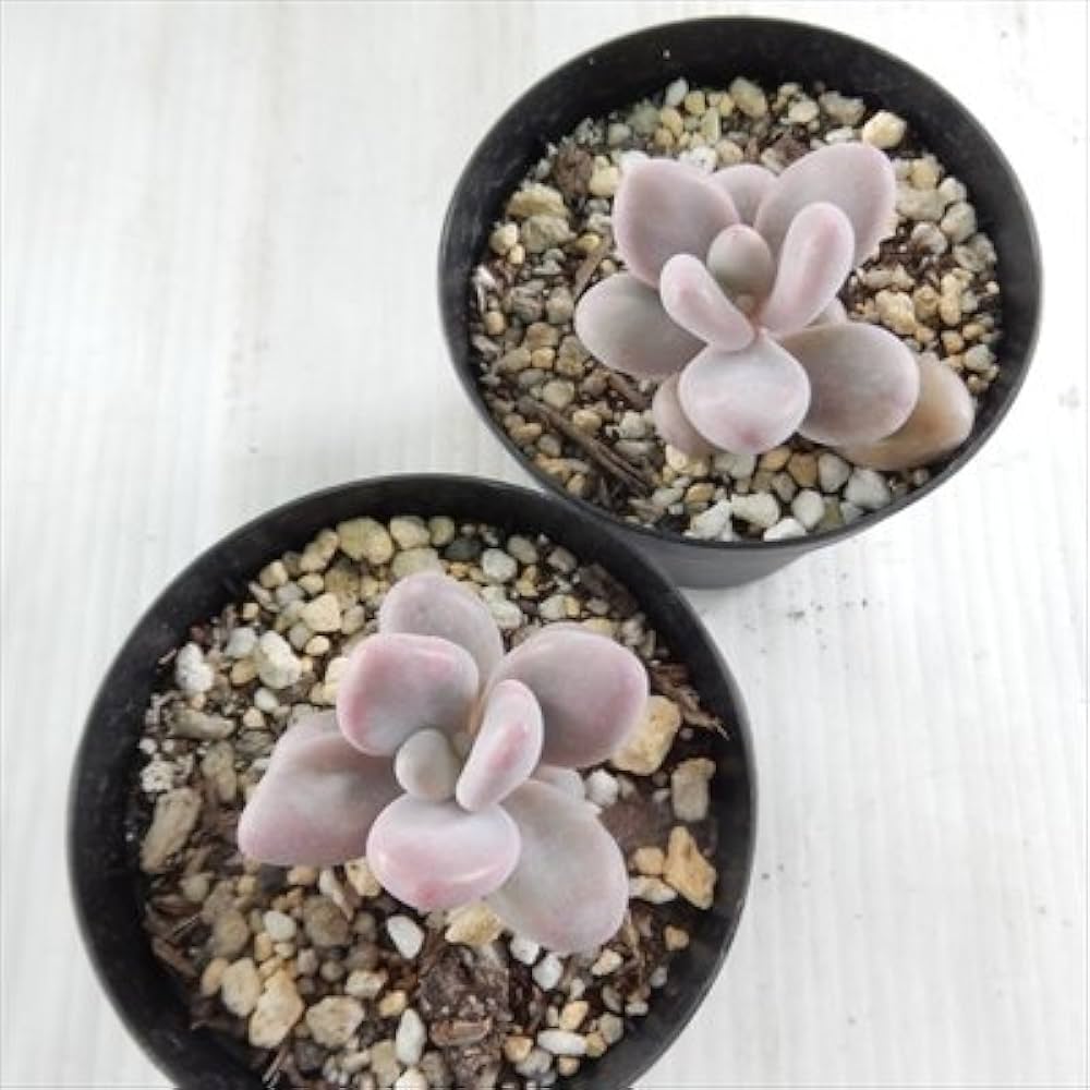 激レア@2980】アメジスティヌム×モンブラン 激レア@2980