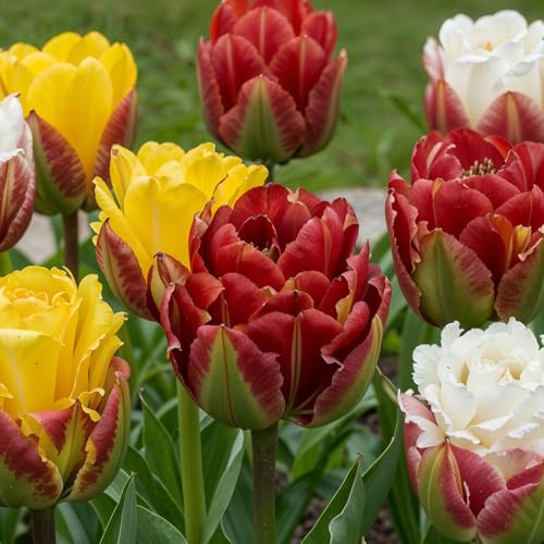 Colección de Tulipanes ‘Sorbetto’ 6 Bulbos - Variedades Ice Cream Banana y Strawberry - Resistente al Invierno, Perenne, Calidad Neerlandesa para Jardín y Borduras