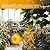 LHUKSGF Greenhouse Heater with Digital Thermostat, Grow Tent Heaters, Overheat Protection, Fast Heating for Green House, Flower Room, BK