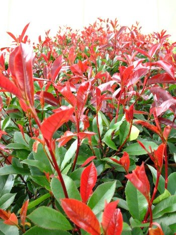 immergrne Glanzmispel Solitr Photinia fraseri Red Robin 100-125 cm hoch  im 5 Liter Pflanzcontainer : Amazon.de: Garten