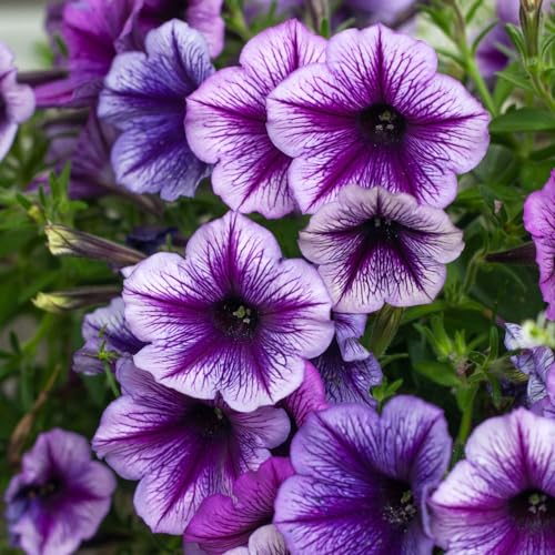 Rare Petunia Seeds for Planting - 250+ Beautiful Perennial Flowers Seeds Heirloom Vine, High Germination Rate Open Pollinated