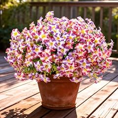 Petunia Rosy White Purple White