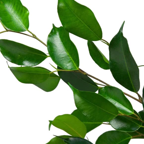 DECOALIVE Ficus Benjamina Verde Árbol de Interior Natural +100cm de Altura
