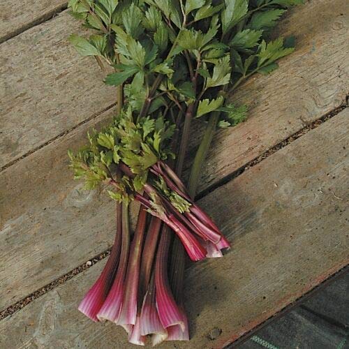 Wafer Vegetable - Celery - Giant Red - 1500 Seeds