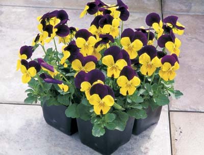 Viola Penny Yellow JumpUp 250 Seeds