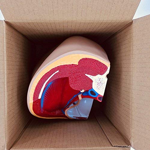 Merinden Human Male Genitalia Anatomical Model, Life-Size 7 Parts Male