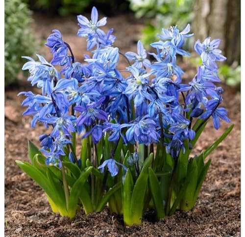Garden Elements Spring Blooming Bulbs – Scilla Siberica Blue, 50 Bulbs for Early Spring Flowers, Perennial Blooms Ideal for Naturalizing, Borders, and Woodland Gardens