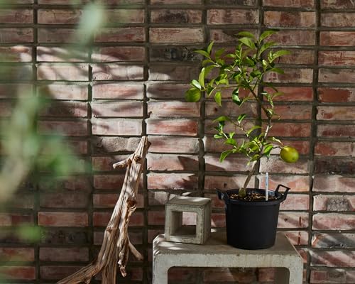 SUSTEE Gießanzeiger (2er-Set) - SAGT Ihnen Wann zu Gießen - Funktioniert für alle Pflanzen und Böden - Einfach, Batteriefrei - Hergestellt in Japan (Schwarz, Mittel)