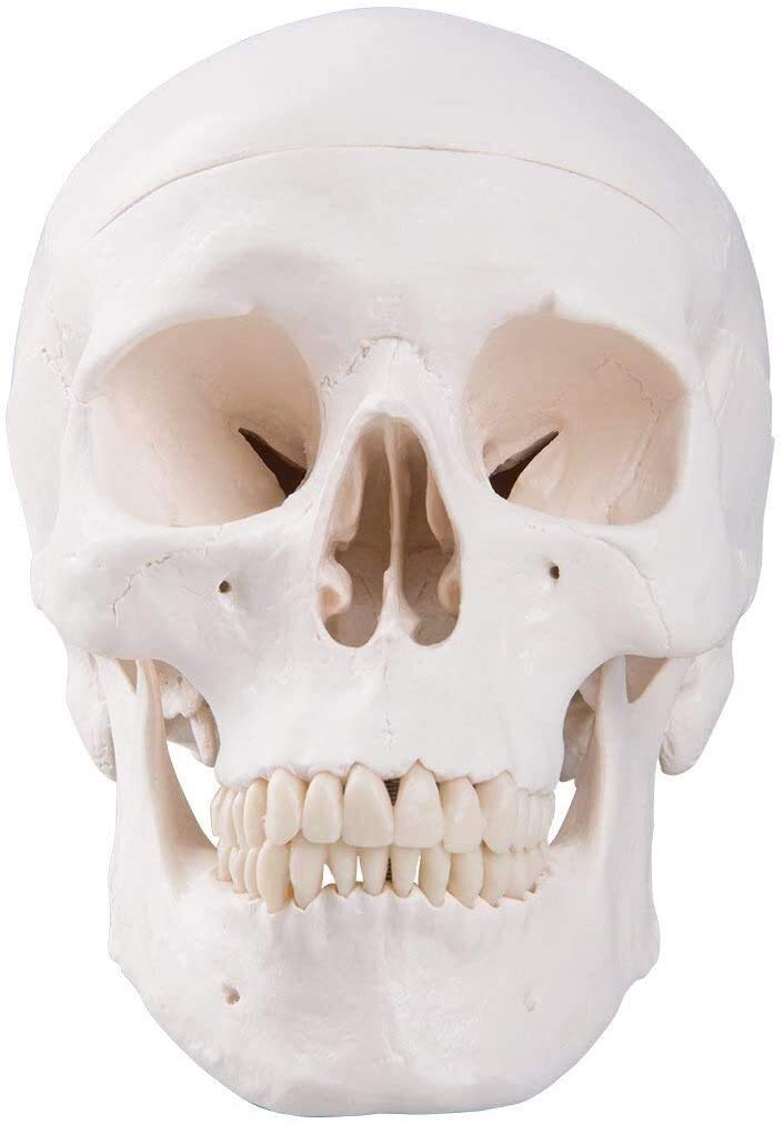 ERNZI Modello del Cranio della Testa Umana per Lo Studio Dell'anatomia Materiale Didattico Modello Anatomico della Testa