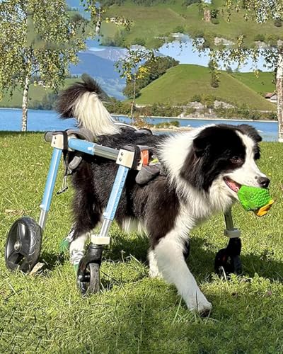 ENHEN Dog Wheelchair 4 Wheels Wheelchairs for Large Dog, Comfortable Full Support Assist Small Doggy Rehabilitation Cart, Sheep Goat Mobility Cart for Aging/Disabled/Injured/Arthritis/Weak(X-Small)
