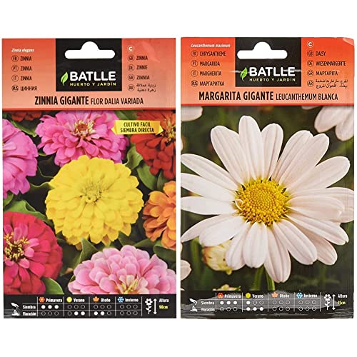 Semillas Batlle Battle - Semi di Fiori - Zinnia Gigante a fior di Dalia & Semi di Fiori – Margherita Gigante Leucantemum Bianca
