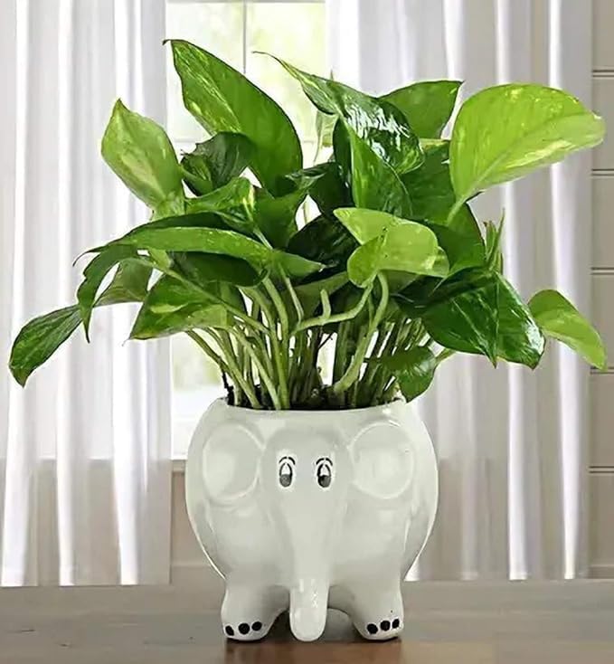 The Mug factory Baby Elephant Shaped Ceramic Indoor Flower Pot Planter Indoor Outdoor Planter Handicraft Plant Container Set (Ceramic) White Colour Size 5 INCH Pack of 1 (B0D3M1BZ1C) Amazon Price History, Amazon Price Tracker