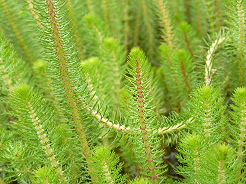 WASSERPFLANZEN WOLFF - Myriophyllum crispata - Feines Tausendblatt - wasserreinigend! - Klärpflanze!
