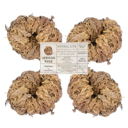 Herbalista 4-Pack Large Premium Rosa de Jeric (Resurrection Plant) Jericho Rose Symbol of Prosperity & Abundance Ideal for Home Decor & Spiritual Healing