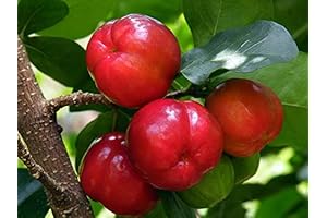 Barbados Cherry, Acerola Cherry Tree (4-Pack)