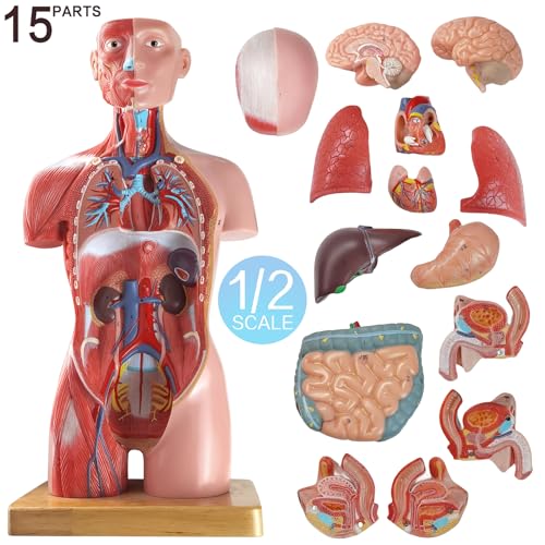 Image of NEW HORIZON Human Body Deluxe Musculature Model, 16 Pcs Removable 17 Inch Human Torso Anatomy With Heart, Head, Skull, Brain, Skeleton for Medical Students, Lab & Classroom Use