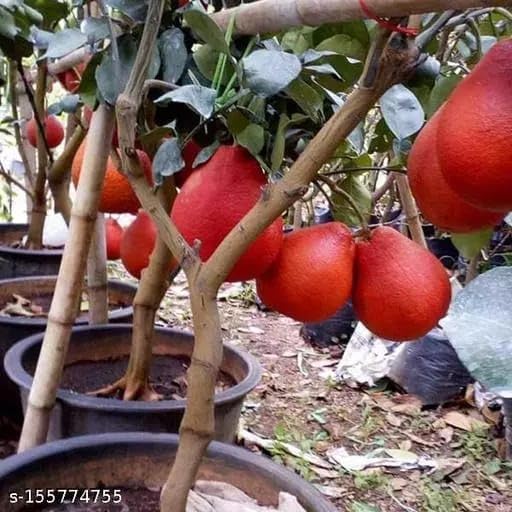 Image of GreenWorld Special Big Size Thai Red Batabi Lemon /Lebu Plant,(GRAFTED /GUTI KOLOM) Healthy Live Plant,''Fruit After 1 Year''