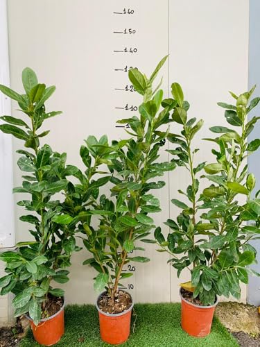50 Piante Di Lauro Ceraso Laurocesasus Lauroceraso Novita H 120/130Cm Siepi Alte