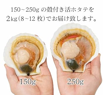 だいふく、活ホタテ20枚、12月30日発送、1月1日着 楽天市場】【ふるさと納税】高評価☆4.83 朝どり 新鮮出荷 殻