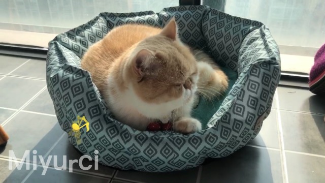 Cat Bed Dog Beds for Small Dogs, Non-Sticky Hair, Easy Clean, Free Soft Flannel Blanket, Kitten Bed for Indoor Cats, Non… - Image 7