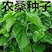 Morera de hoja grande, morera alimenticia, morera proteica, morera de gusano de...