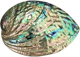 YYW Abalone Shell -9cm Large Abalone Seashell Naturally Beautiful Multihole Decorative Smudging Abalone Shell for Artwork Party Wedding Home Decorations