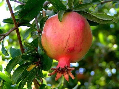 30 Punica Granatum Shrub Seeds  Semillas de Fruta de Granada