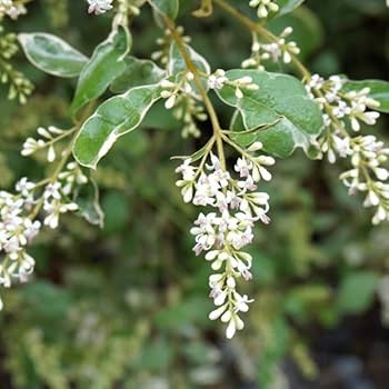 S*n様 ココスヤシシルバーリーフ【極太】葉先160cm幹回り70cm 幹高20 a*n様 ココスヤシシルバーリーフ【極太】葉先160cm幹回り70cm 幹高