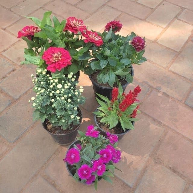 Guruji Plantation Set of 5 Live Miniature Plants - Zinnia, Dianthus, Cockscomb, Dahlia, Chrysanthemum/Guldaudi, 4 Inch Pots, Outdoor Garden (B0D6RZD334) Amazon Price History, Amazon Price Tracker