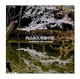 内山永久寺跡の桜: MAHOROBATENBYO