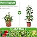 Fabulas 3 Pack Tomato Cages - Tomato Trellis Plant Support Stake Cage for Garden and Pots, Adjustable Tomato Plant Cage Tall Up to 48 Inch for Raised Garden Bed Outdoor Climbing Plants Vegetables