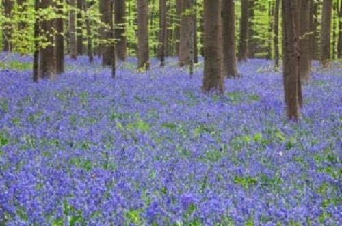 Risala Fine Curled Cress Salad Seeds 2 kg Seeds Vegetable Bulk Wholesale